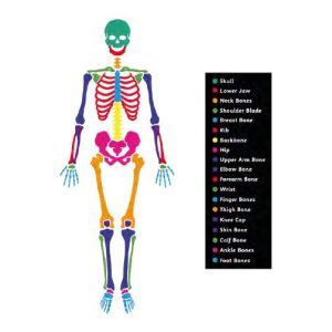 Skeleton (4 Metre X 3.5 Metre)