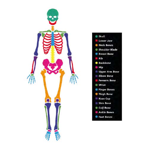 Skeleton (4 Metre X 3.5 Metre)